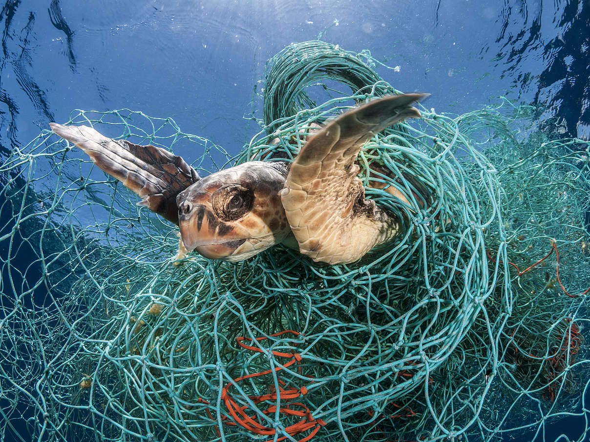 Schildkröte gefangen im Netz © naturepl.com / Jordi Chias / WWF Schildkröte gefangen im Netz © naturepl.com / Jordi Chias / WWF