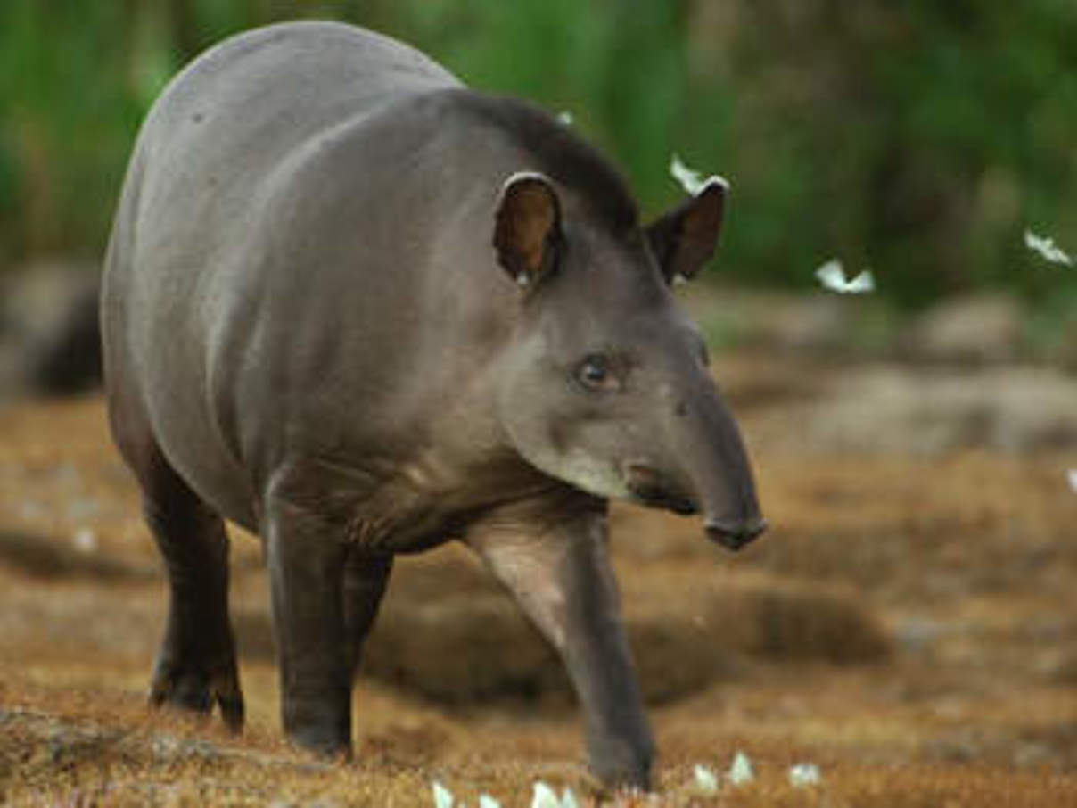 Flachlandtapir. © Zig Koch / WWF Flachlandtapir. © Zig Koch / WWF